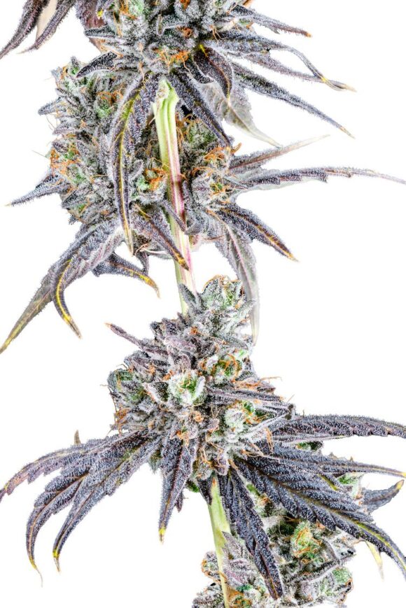 Grease Monkey - Image 2